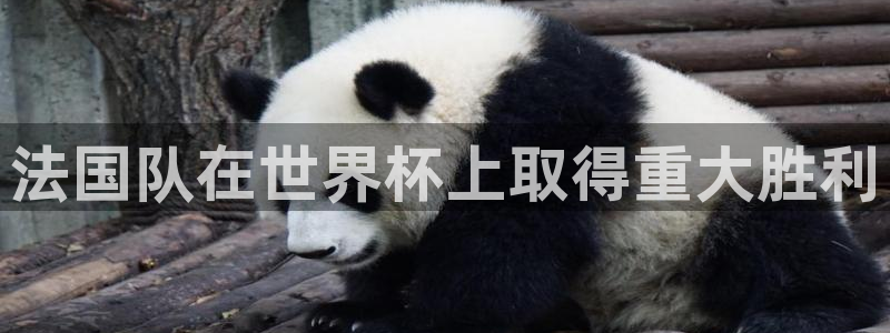世界杯足球：法国队在世界杯上取得重大胜利