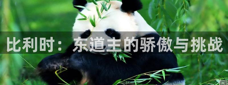 世界杯预赛赛程：比利时：东道主的骄傲与挑战